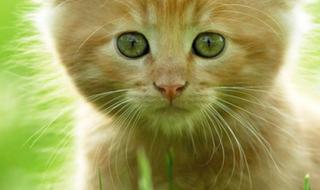 招财猫相册 招财猫相册